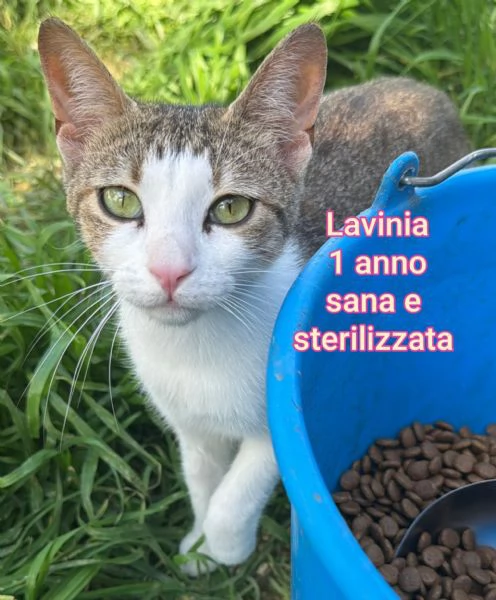 Salvate un gattino NON IGNORATELI | Foto 1
