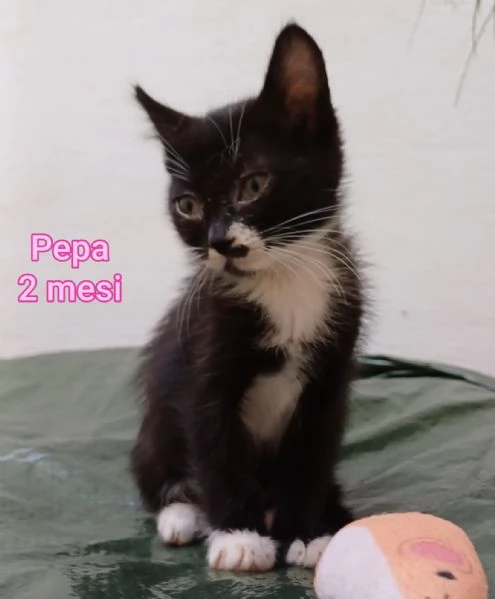 Salvate un gattino NON IGNORATELI | Foto 0