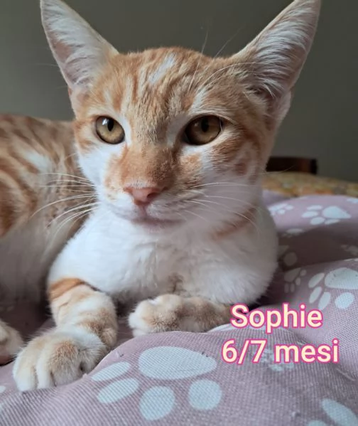 Salvate un gattino NON IGNORATELI | Foto 1