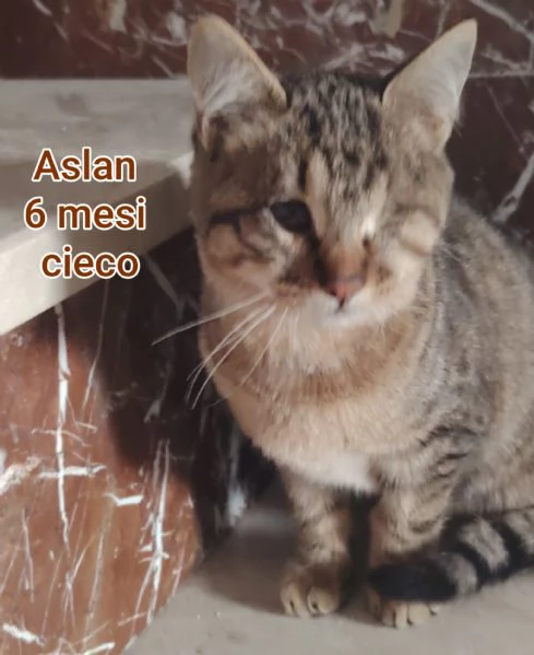 Salvate un gattino NON IGNORATELI | Foto 1