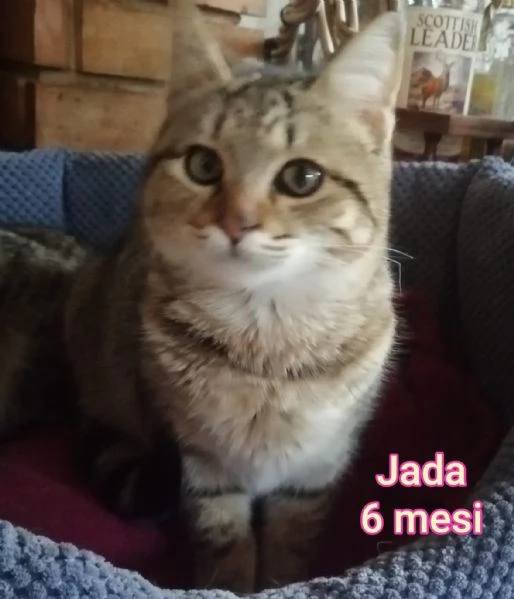 Salvate un gattino NON IGNORATELI | Foto 0