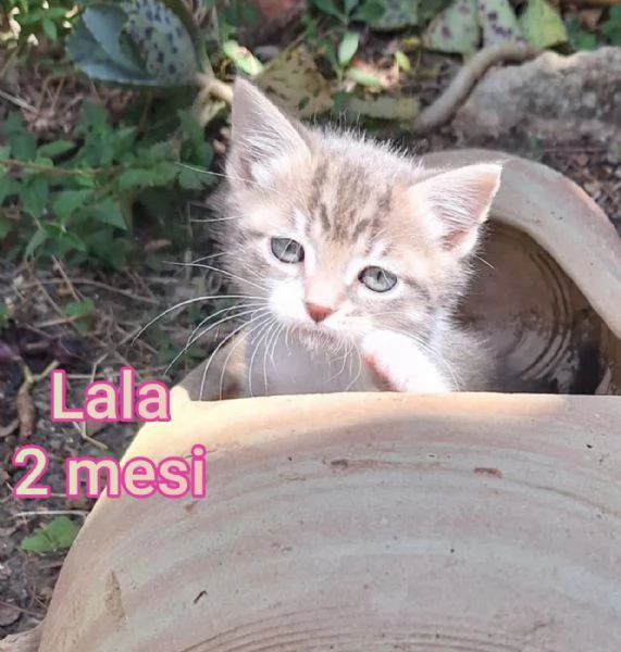 Salvate un gattino NON IGNORATELI