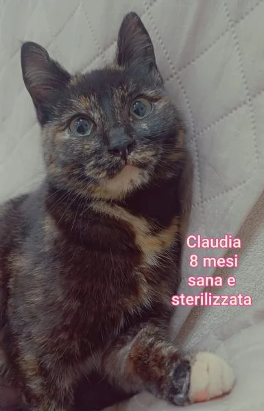 Salvate un gattino NON IGNORATELI | Foto 1