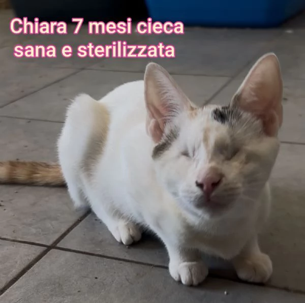 Salvate un gattino NON IGNORATELI | Foto 0