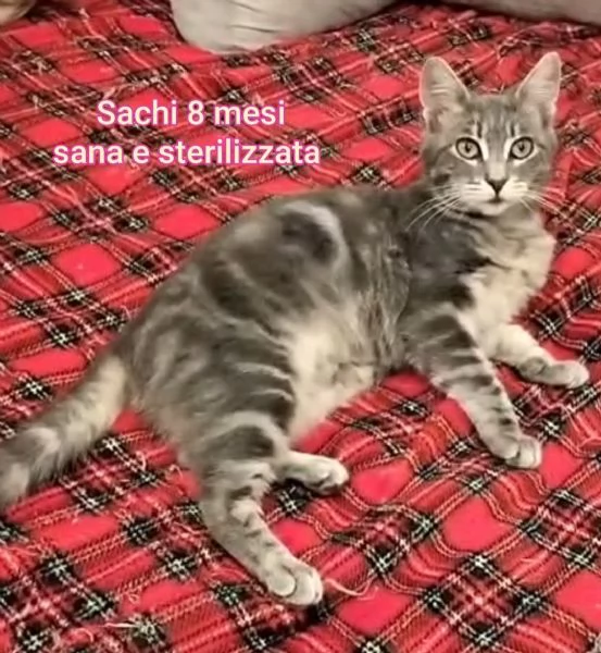 Salvate un gattino NON IGNORATELI | Foto 0