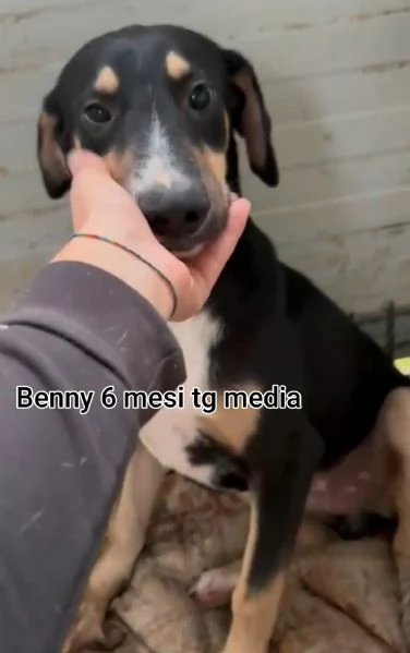 23 mesi Adorabili cucciolini  | Foto 5