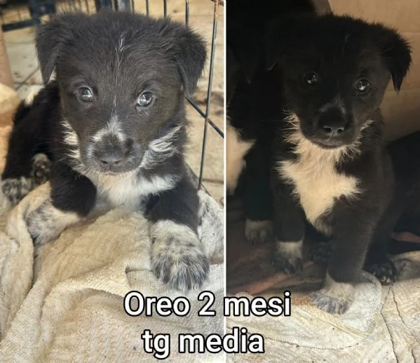 23 mesi Adorabili cucciolini  | Foto 6