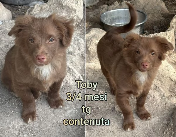 23 mesi Adorabili cucciolini  | Foto 6