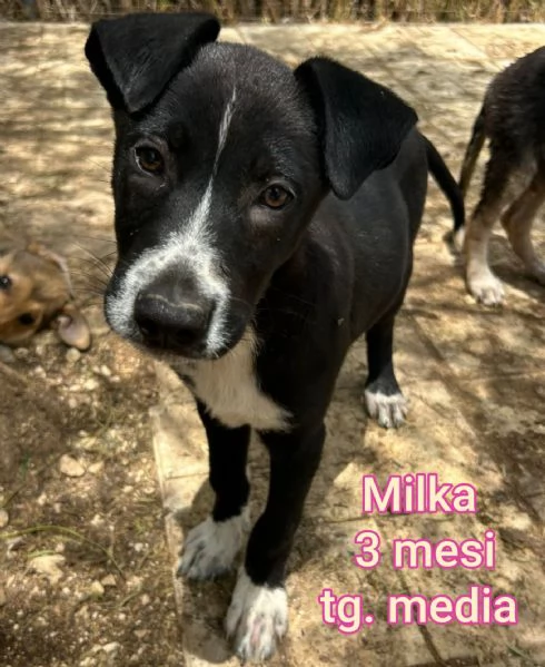 23 mesi Adorabili cucciolini  | Foto 6