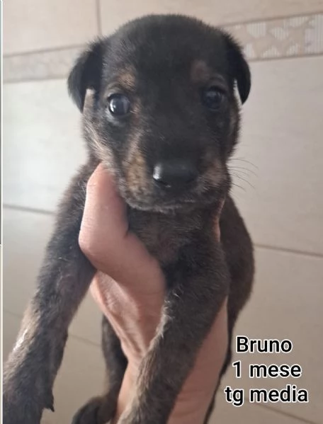 23 mesi Adorabili cucciolini  | Foto 6