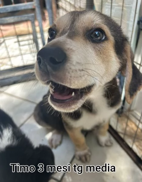 23 mesi Adorabili cucciolini  | Foto 5