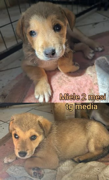 23 mesi Adorabili cucciolini 