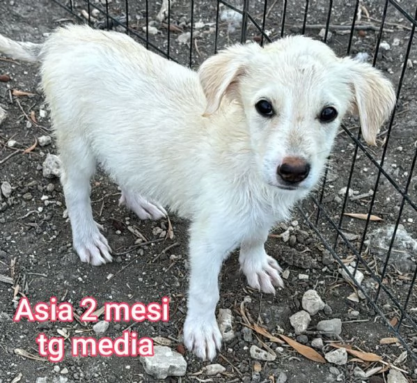 23 mesi Adorabili cucciolini  | Foto 5