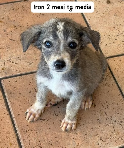 23 mesi Adorabili cucciolini  | Foto 4
