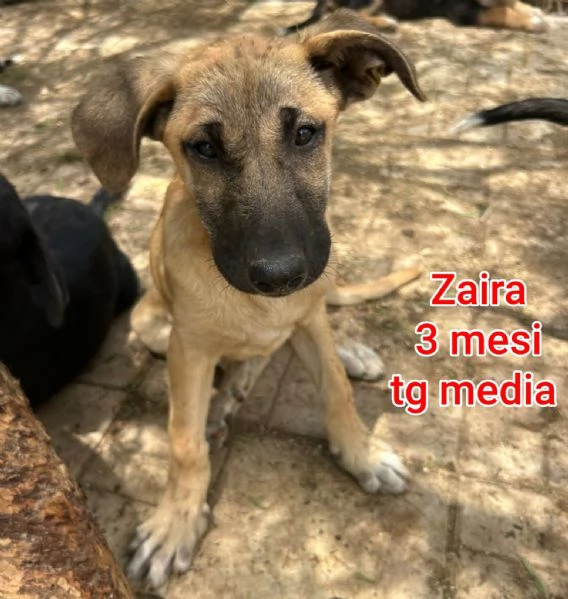 23 mesi Adorabili cucciolini 