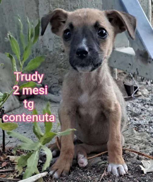 23 mesi Adorabili cucciolini  | Foto 5