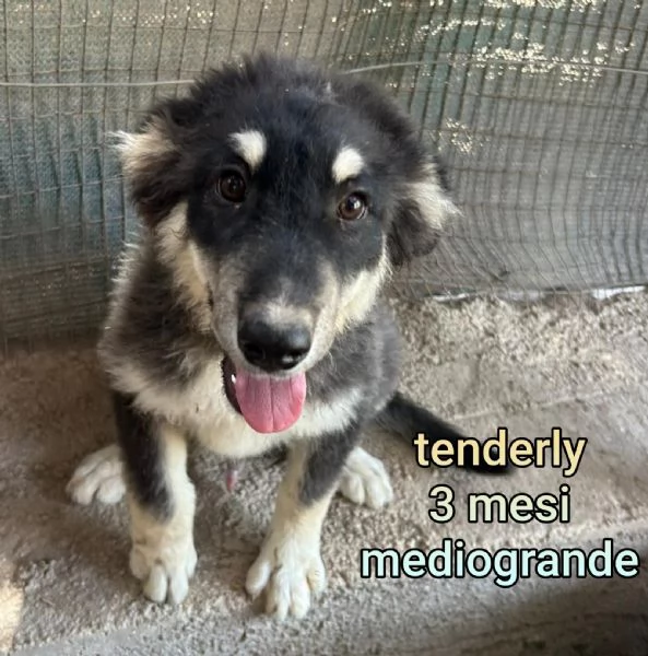 23 mesi Adorabili cucciolini  | Foto 4