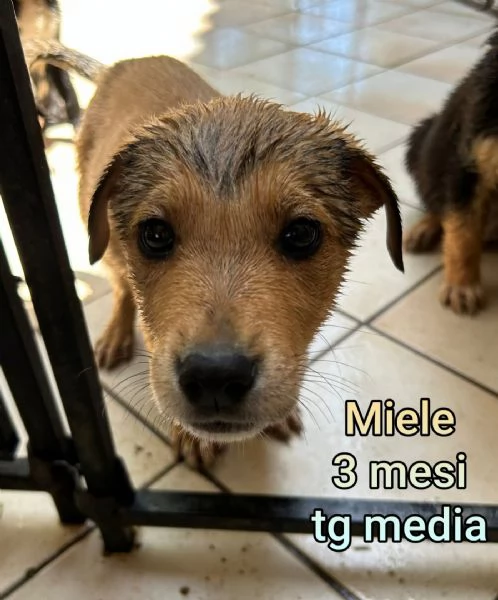 23 mesi Adorabili cucciolini  | Foto 3
