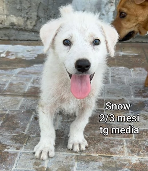 23 mesi Adorabili cucciolini  | Foto 4