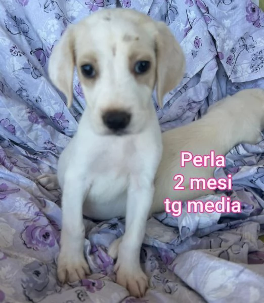 23 mesi Adorabili cucciolini  | Foto 3