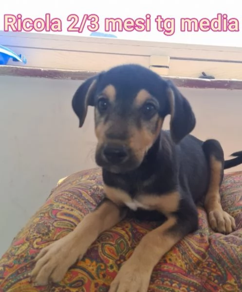 23 mesi Adorabili cucciolini  | Foto 2