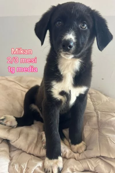 23 mesi Adorabili cucciolini  | Foto 6