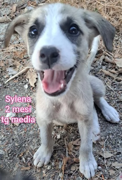 23 mesi Adorabili cucciolini  | Foto 1