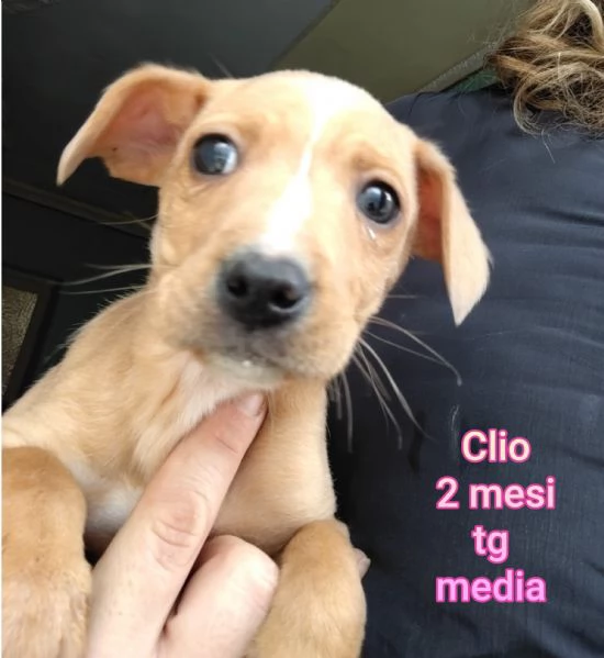 23 mesi Adorabili cucciolini 