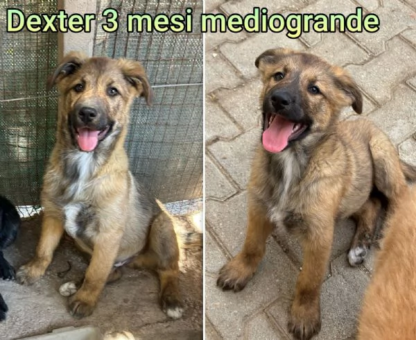 23 mesi Adorabili cucciolini  | Foto 6