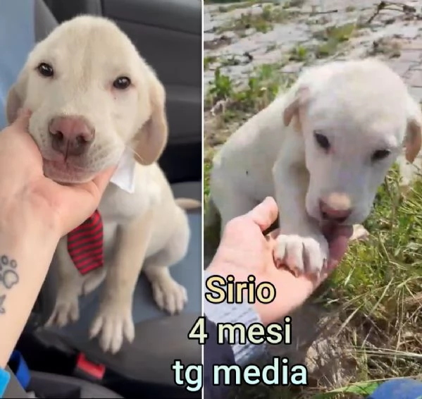 23 mesi Adorabili cucciolini  | Foto 5