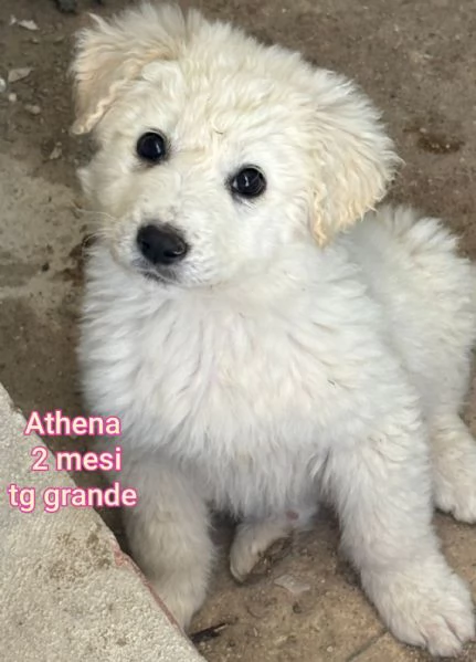 23 mesi Adorabili cucciolini  | Foto 6