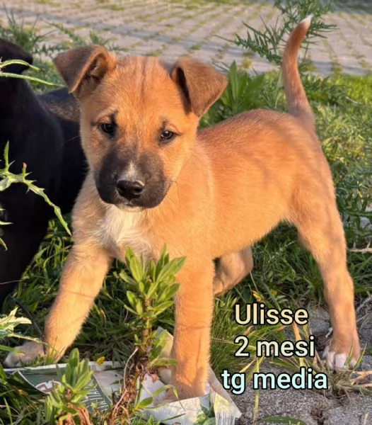 23 mesi Adorabili cucciolini 