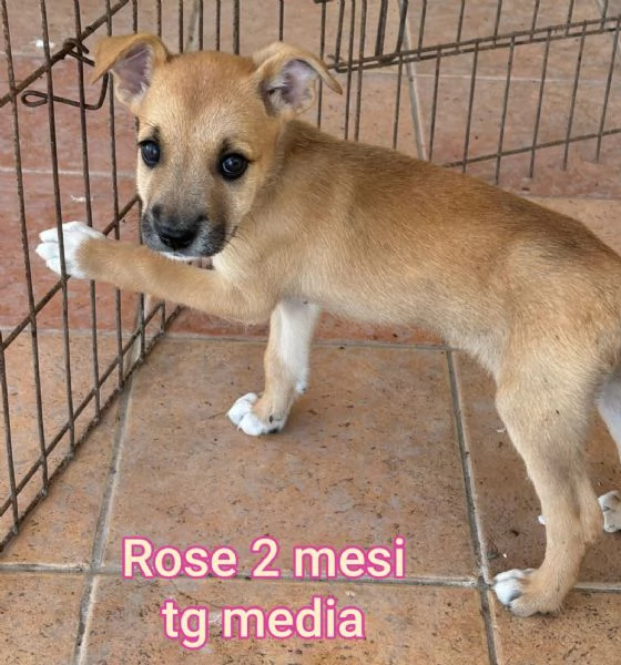 23 mesi Adorabili cucciolini  | Foto 6