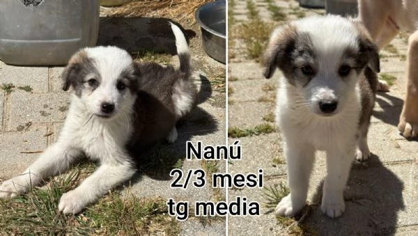 23 mesi Adorabili cucciolini  | Foto 5