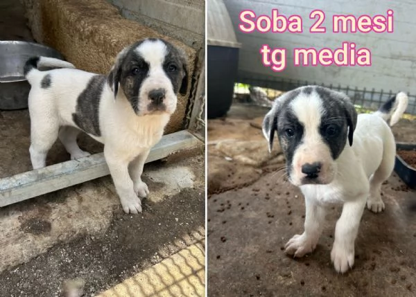 23 mesi Adorabili cucciolini  | Foto 3