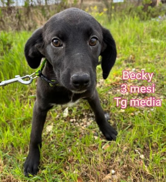 23 mesi Adorabili cucciolini  | Foto 3