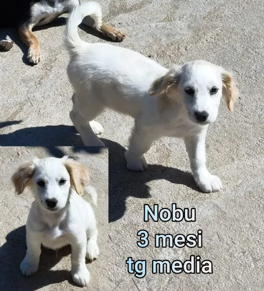 23 mesi Adorabili cucciolini 