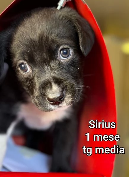 23 mesi Adorabili cucciolini  | Foto 4