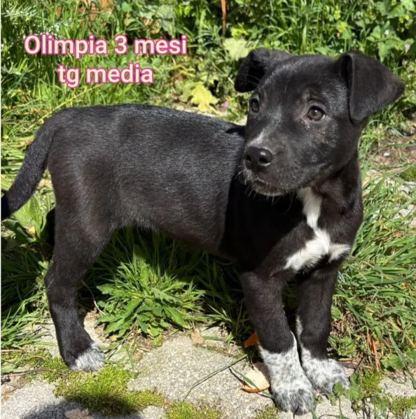 23 mesi Adorabili cucciolini  | Foto 4