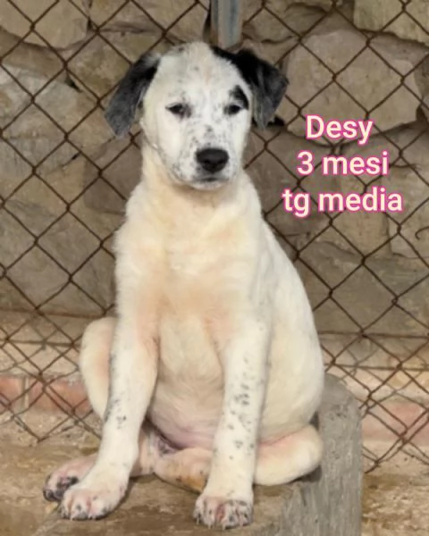 23 mesi Adorabili cucciolini  | Foto 3