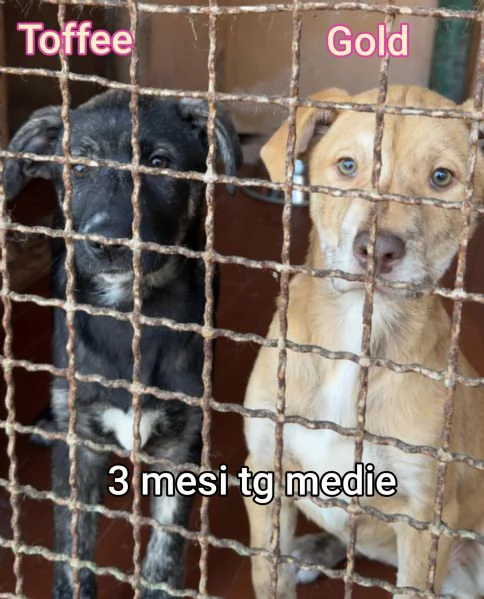 23 mesi Adorabili cucciolini 