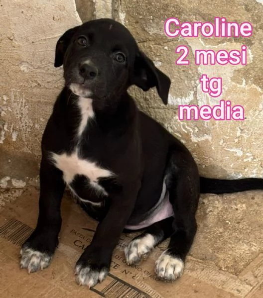 23 mesi Adorabili cucciolini  | Foto 5