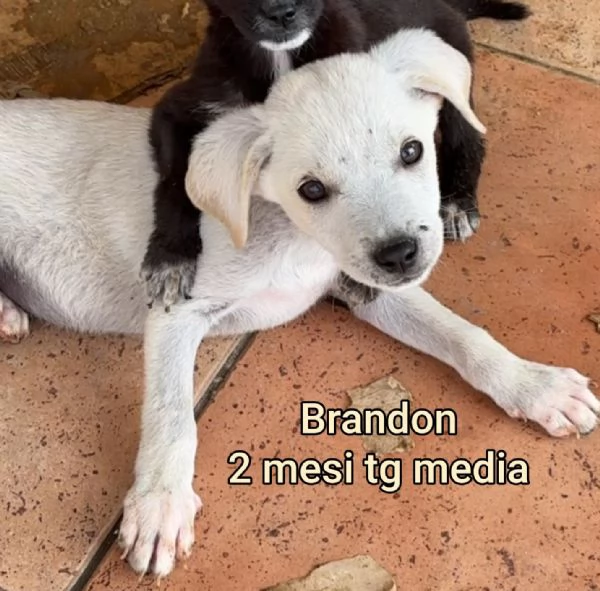 23 mesi Adorabili cucciolini  | Foto 4