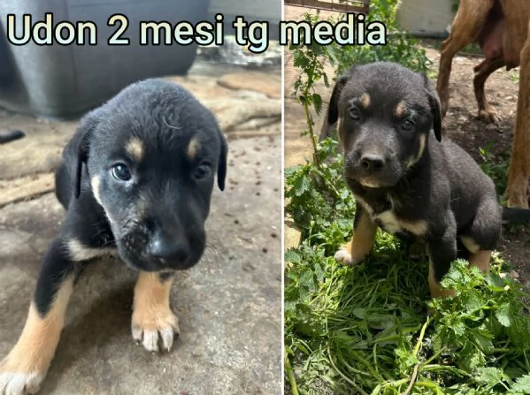 23 mesi Adorabili cucciolini  | Foto 2