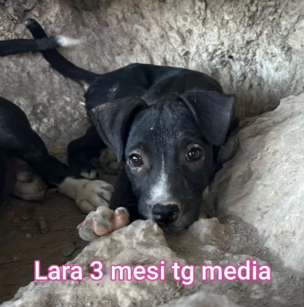 23 mesi Adorabili cucciolini  | Foto 0