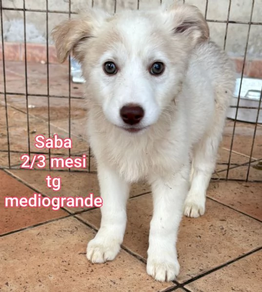 23 mesi Adorabili cucciolini  | Foto 1