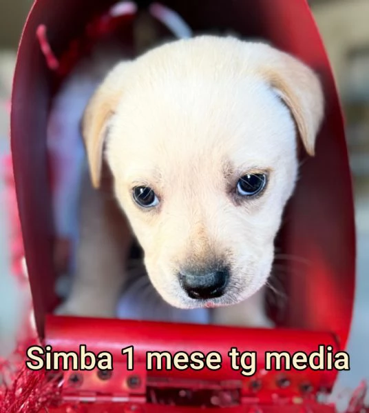 23 mesi Adorabili cucciolini  | Foto 2