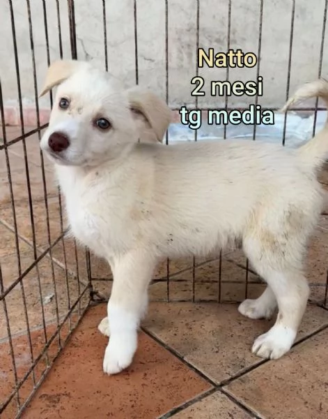 23 mesi Adorabili cucciolini  | Foto 0
