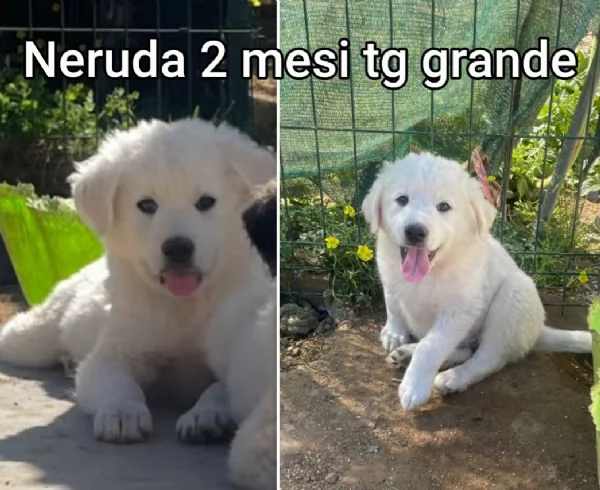 23 mesi Adorabili cucciolini  | Foto 1
