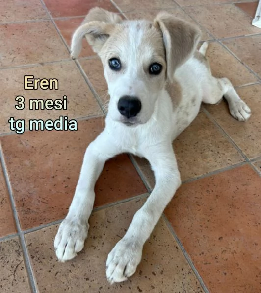 23 mesi Adorabili cucciolini 